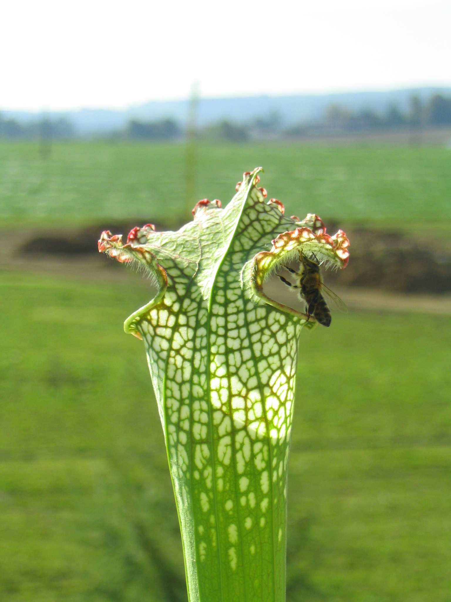 s_leucophylla_1