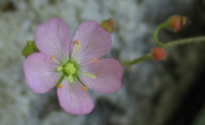 d_erricsonella