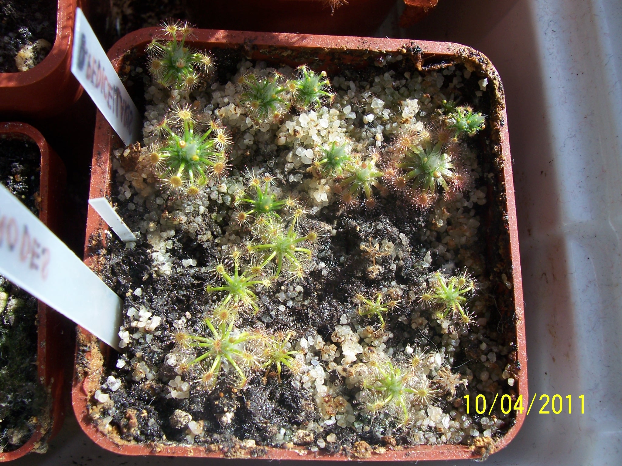 D_pedicelaris_D_enodes