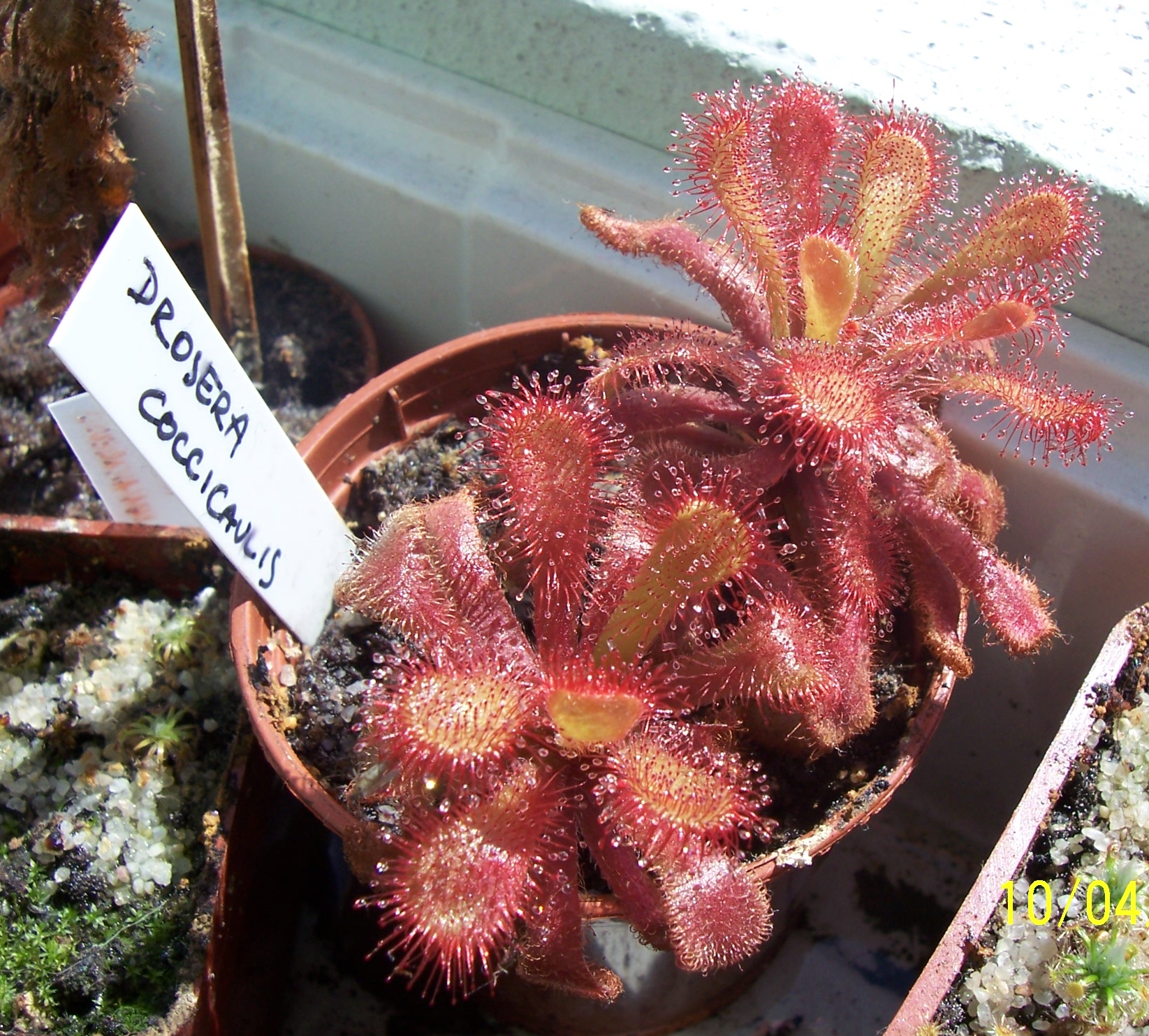 D_coccicaulis2