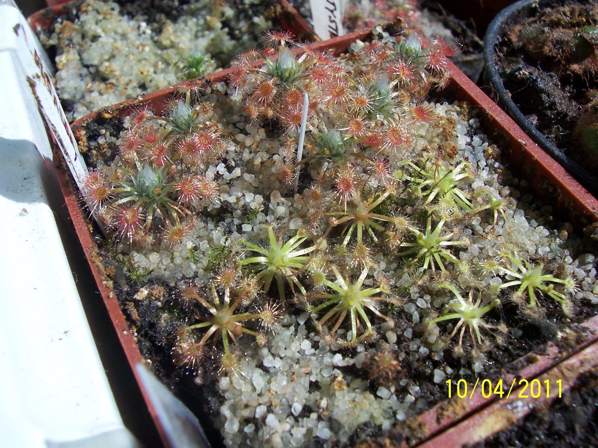 D_eneabba_D_Closterostigma2