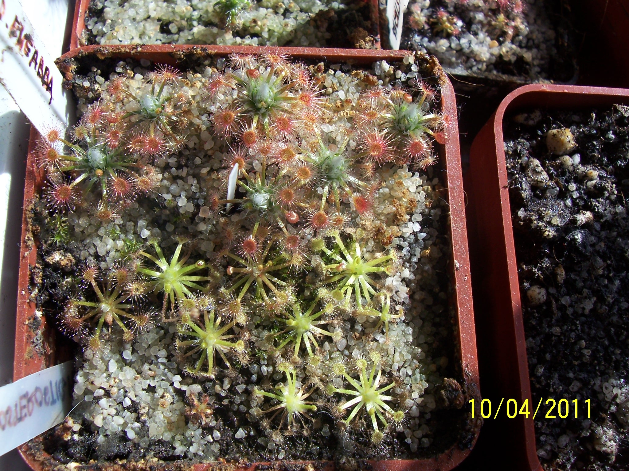 D_eneabba_D_Closterostigma