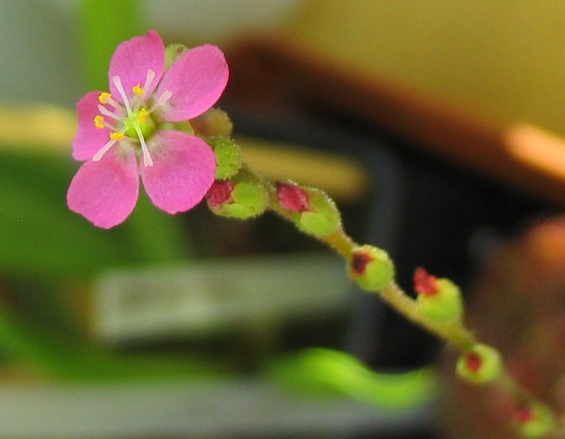 d_spathulata2