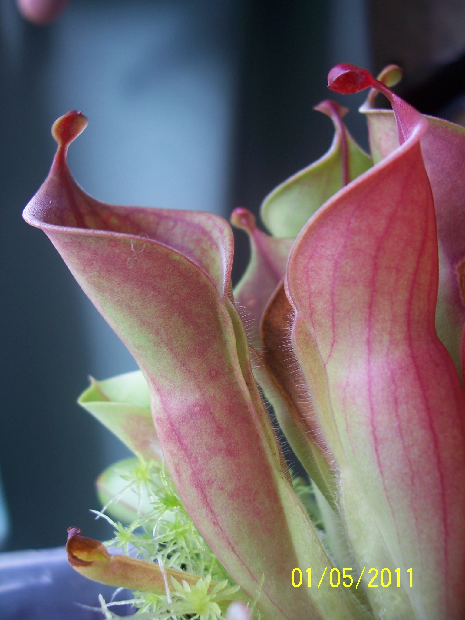 h_minor_01052011-3