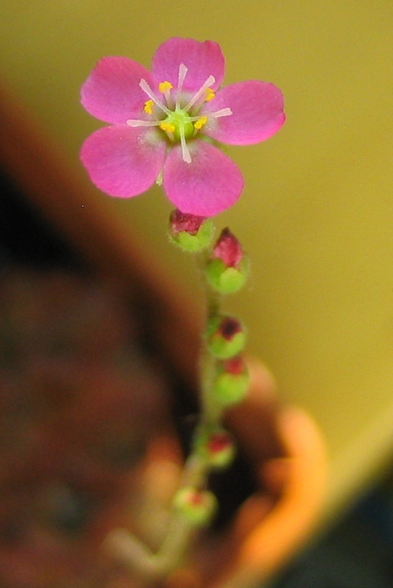 d_spathulata
