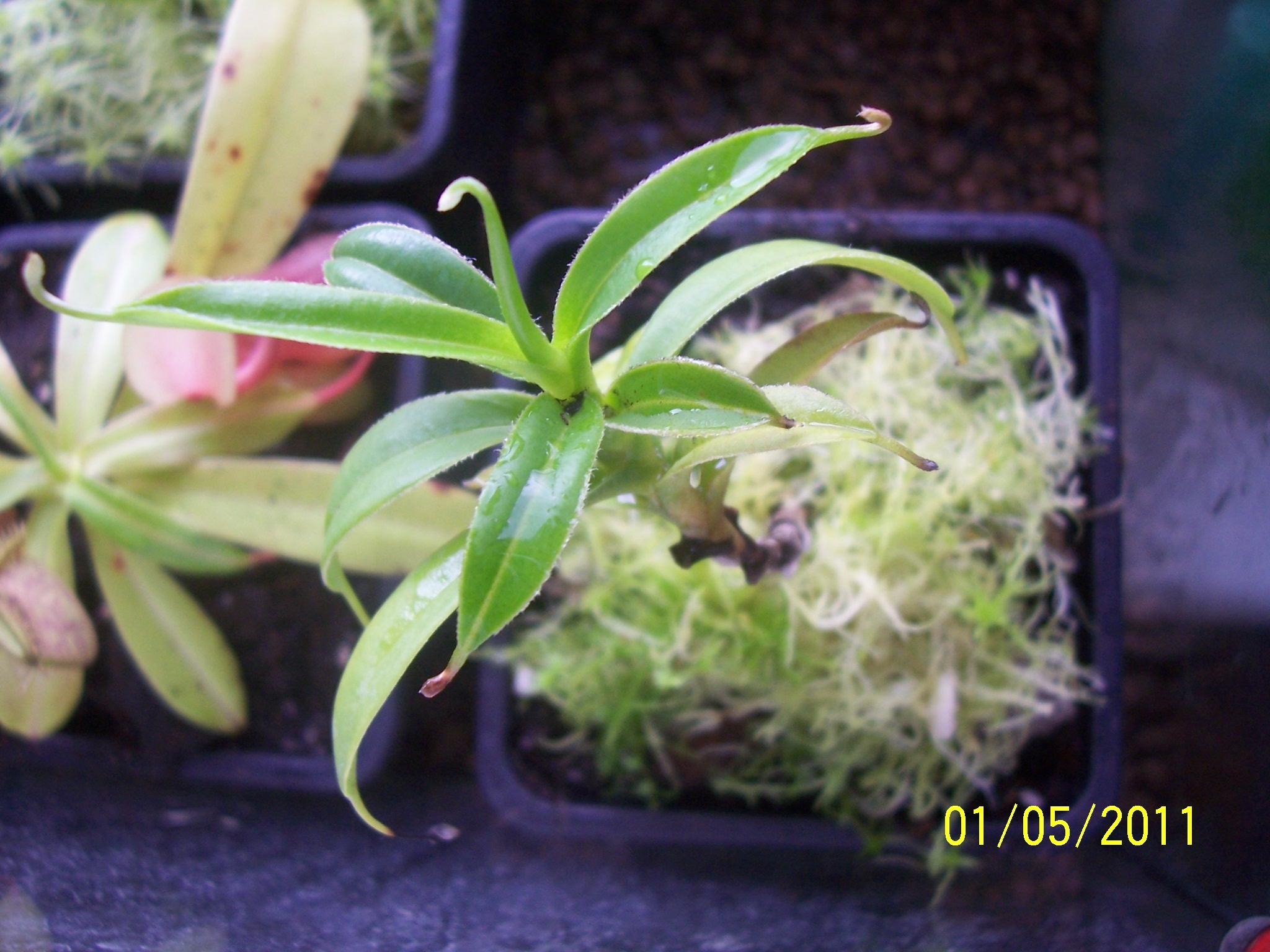 n_talangensis_01052011