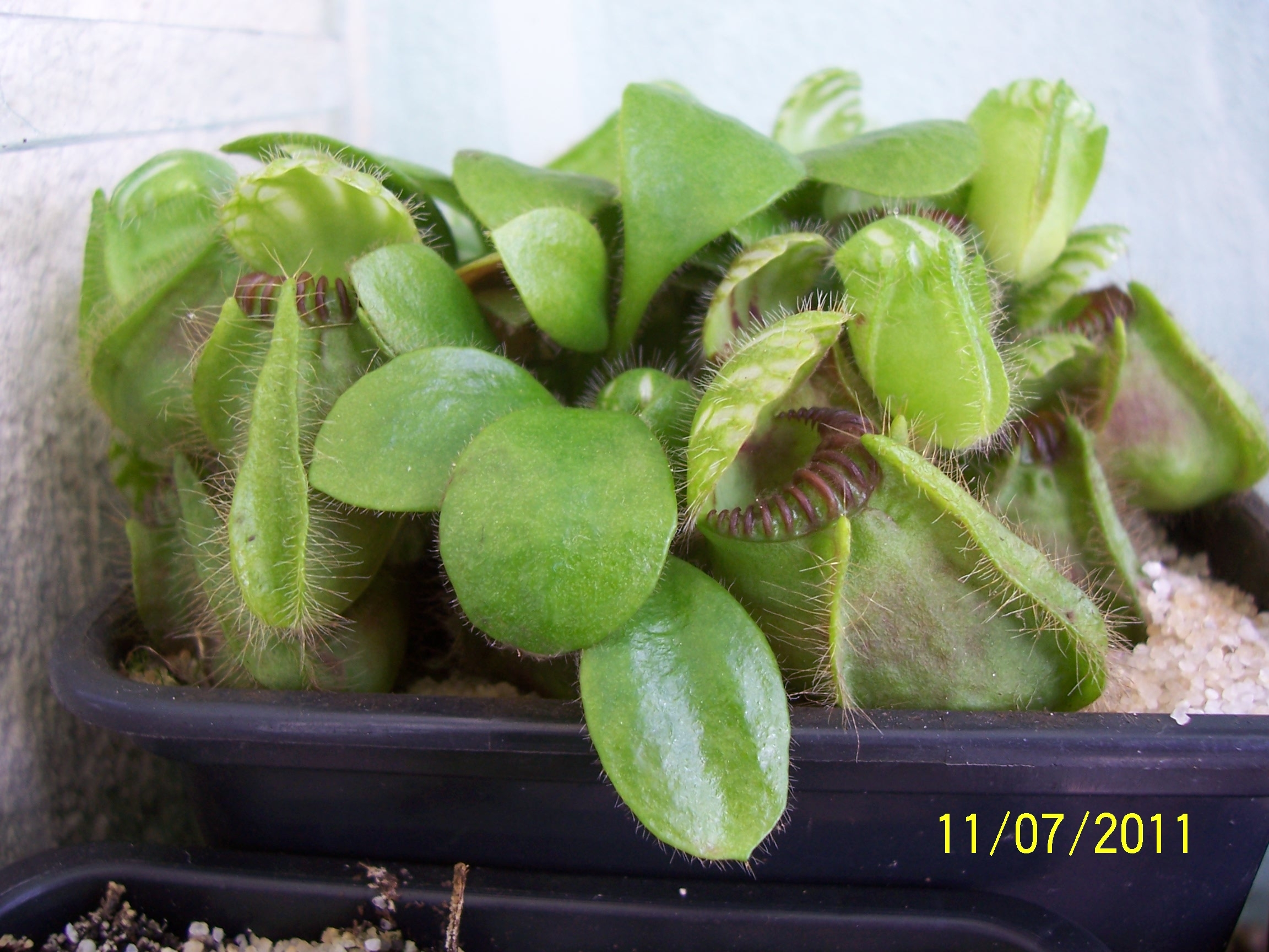 C_follicularis_1
