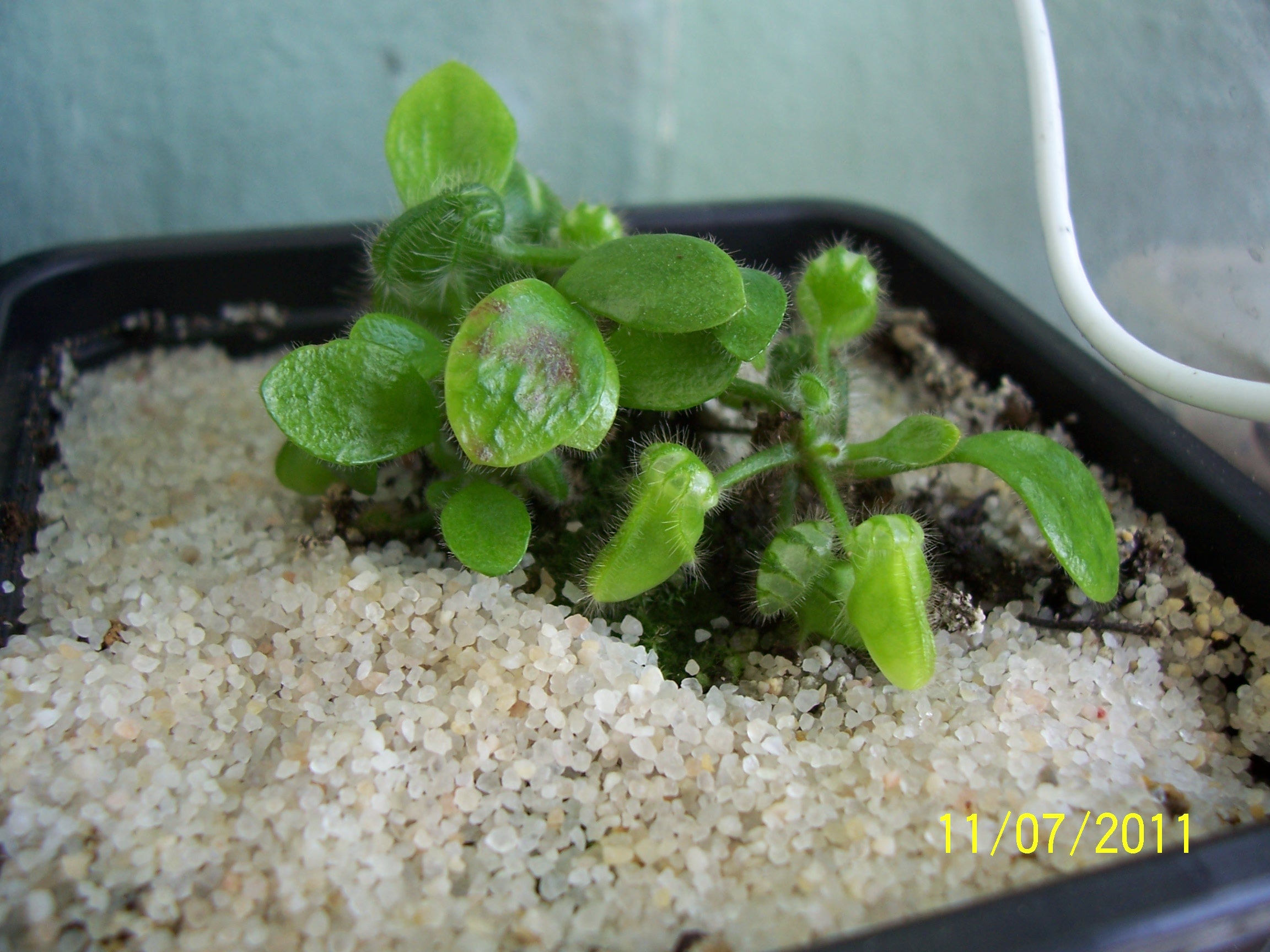 C_follicularis_2