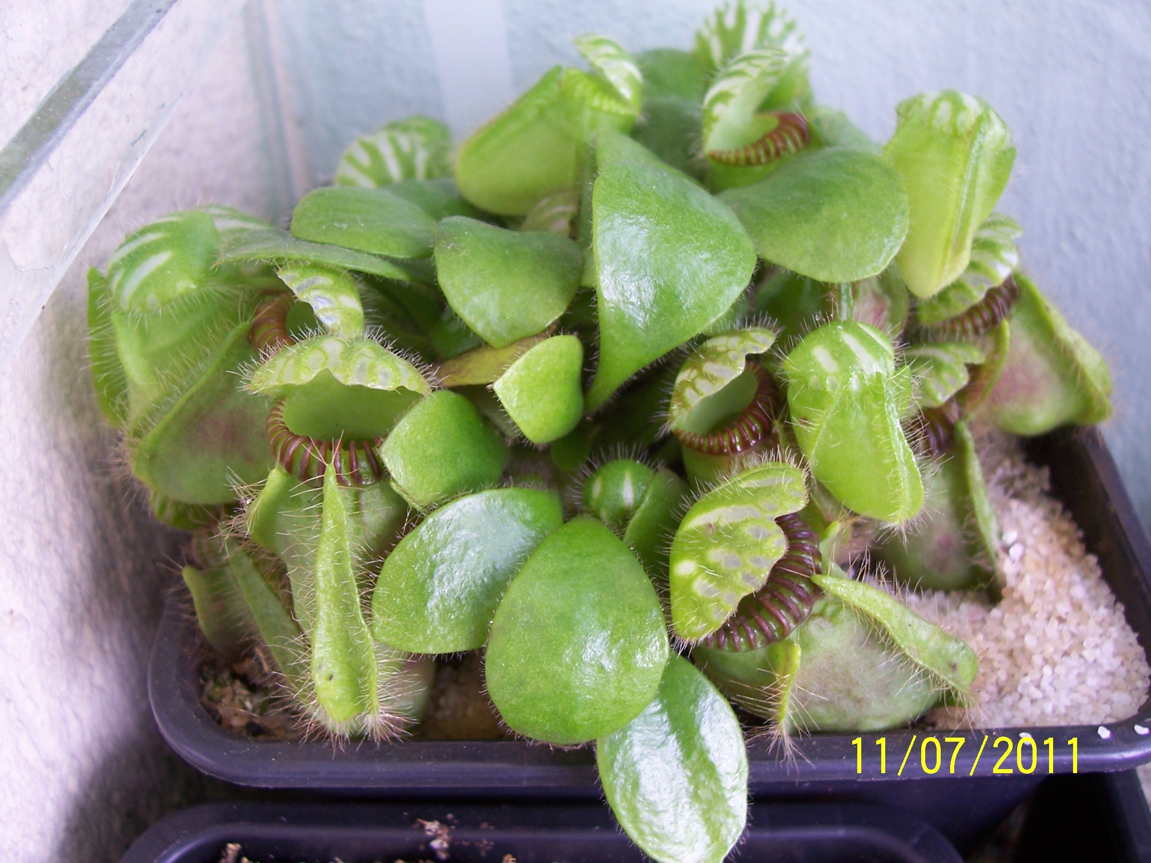 C_follicularis_3