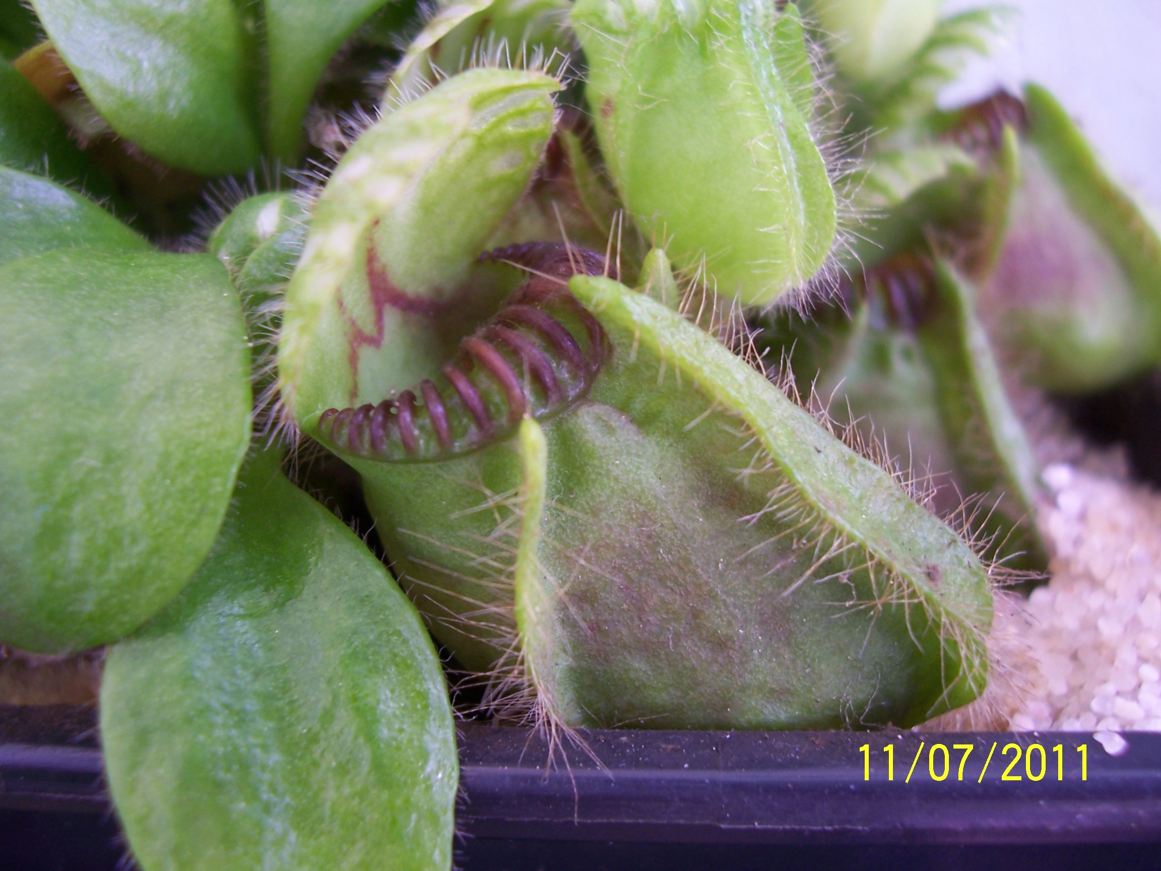 C_follicularis_4