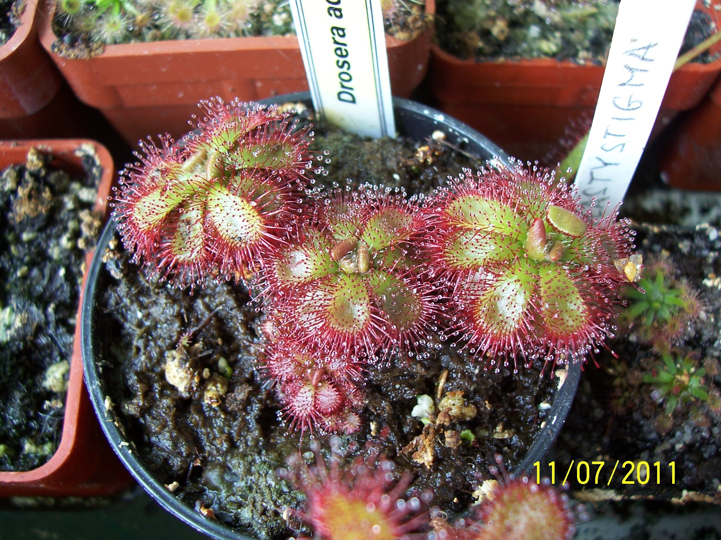 D_admirabilis_1