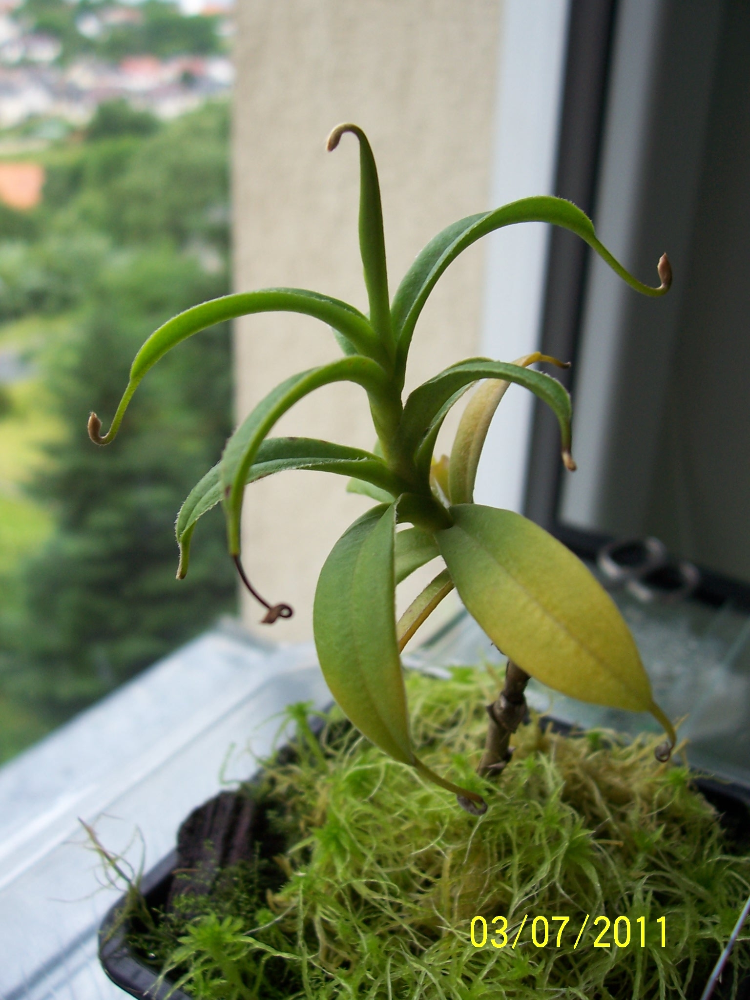 N_talangensis_1
