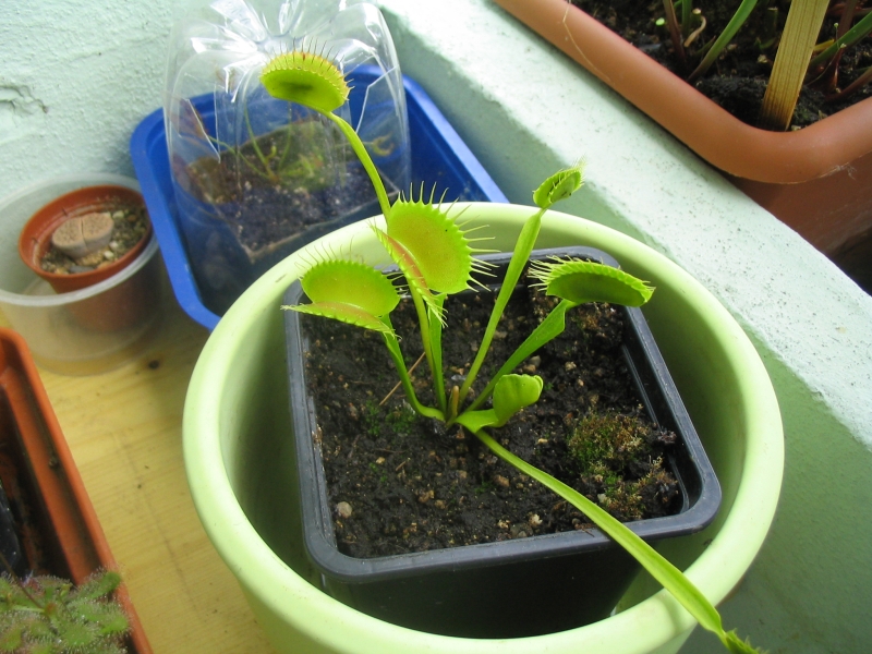 d_muscipula1