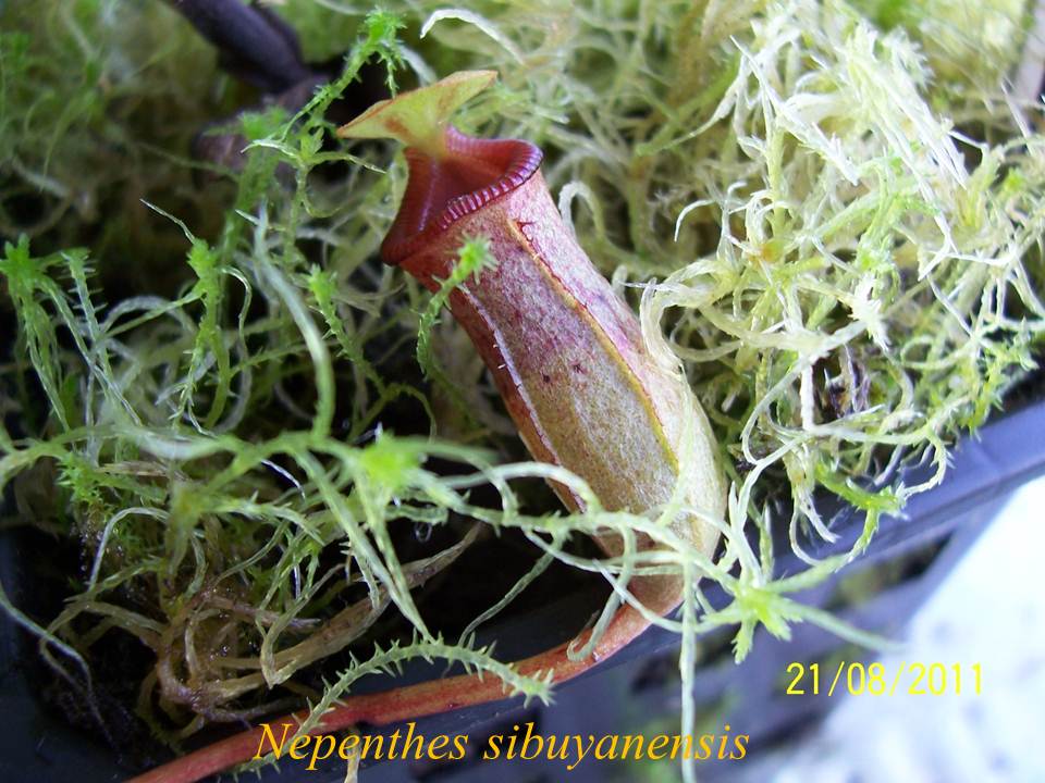 N_sibuyanensis_1