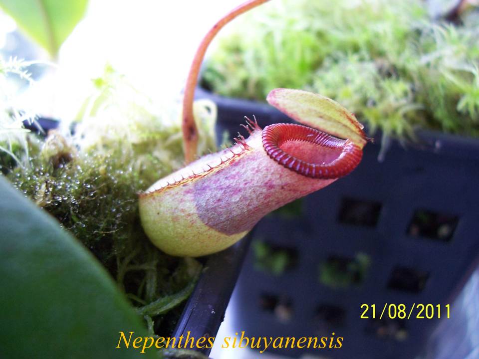 N_sibuyanensis_2