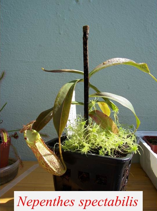 N_spectabilis_6
