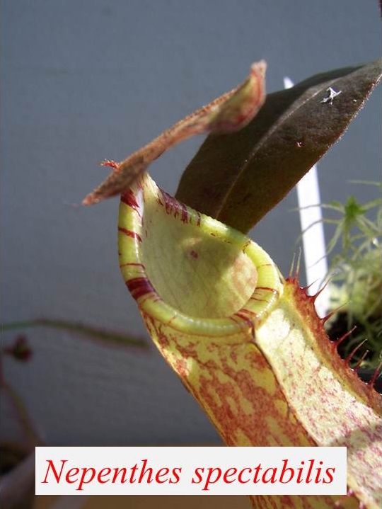 N_spectabilis_4