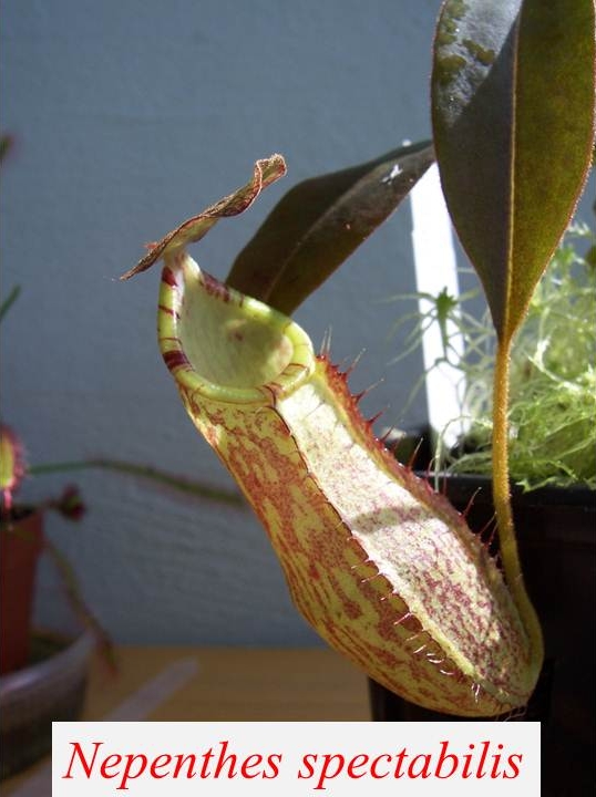 N_spectabilis_5