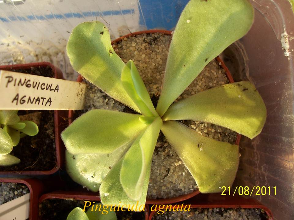 P_agnata_1