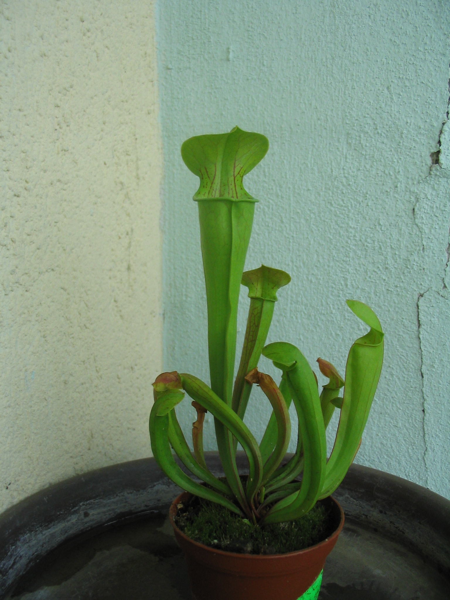 s_oreophila