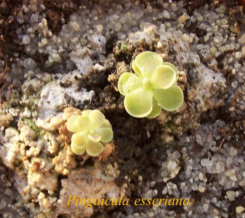 P_esseriana_1
