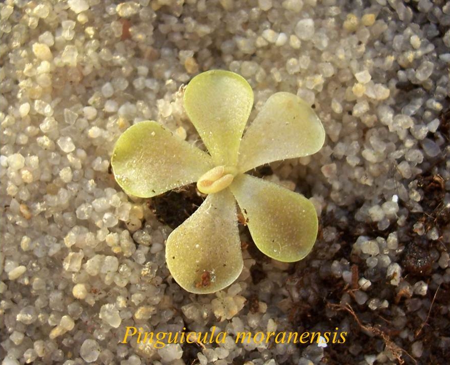 P_moranensis_1
