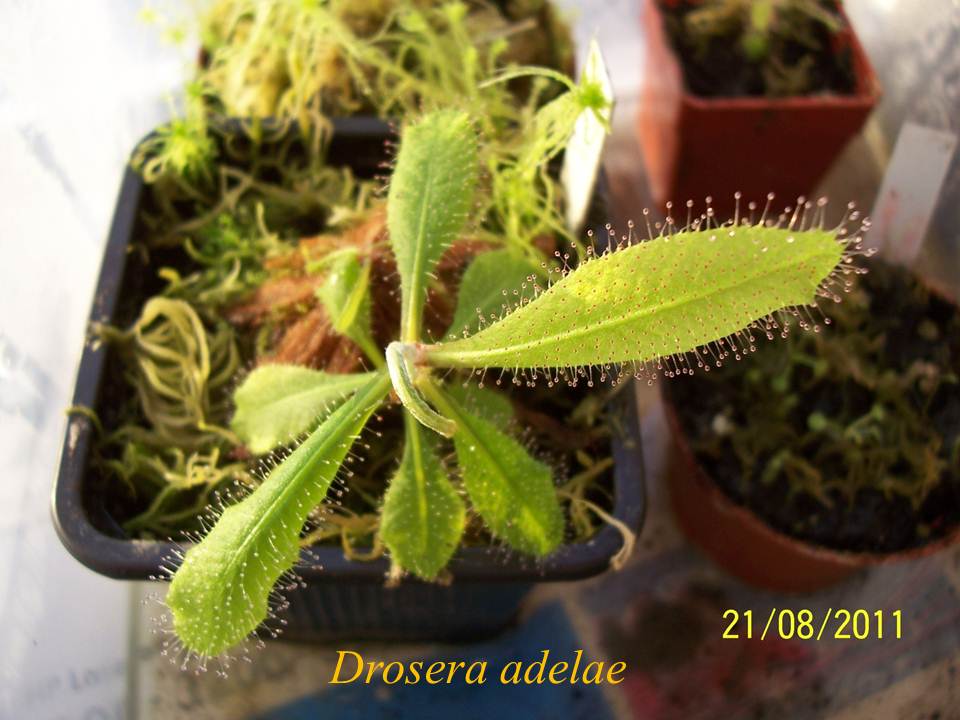 D_adelae_2