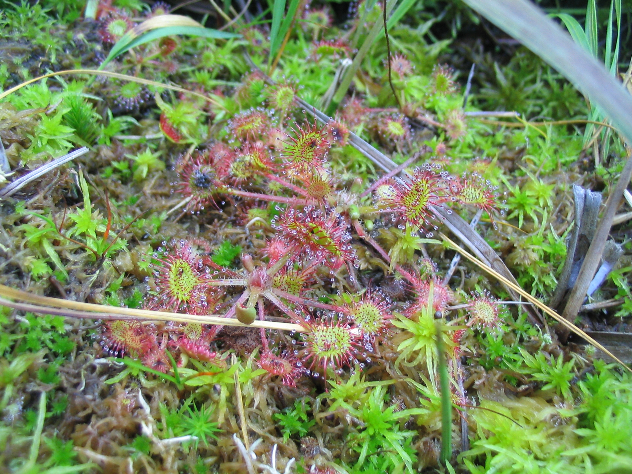 D_rotundifolia_0260