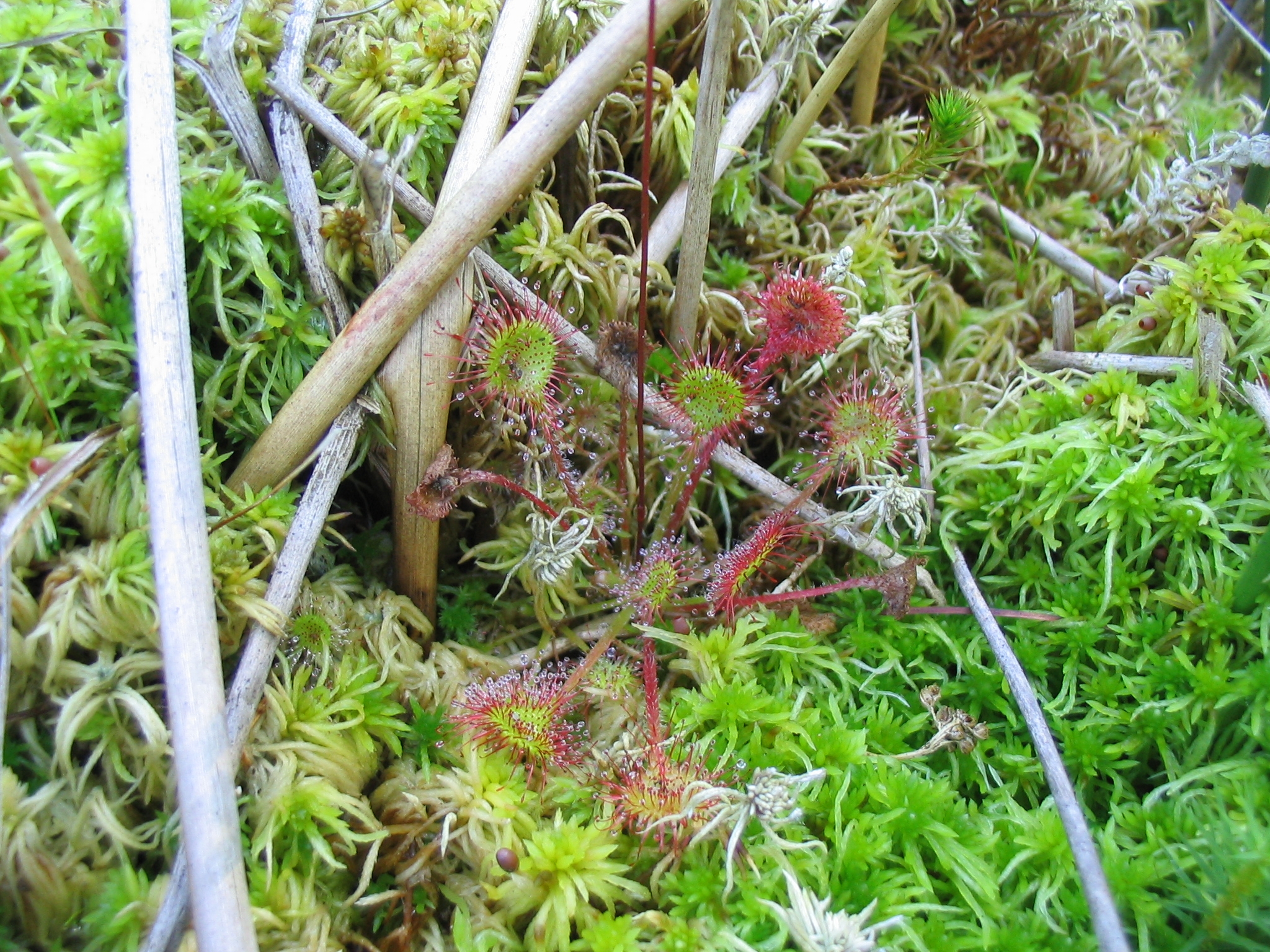 D_rotundifolia_0046