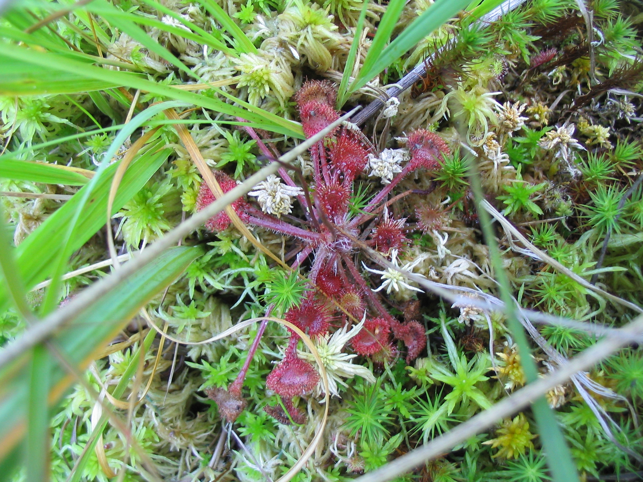 D_rotundifolia_0049