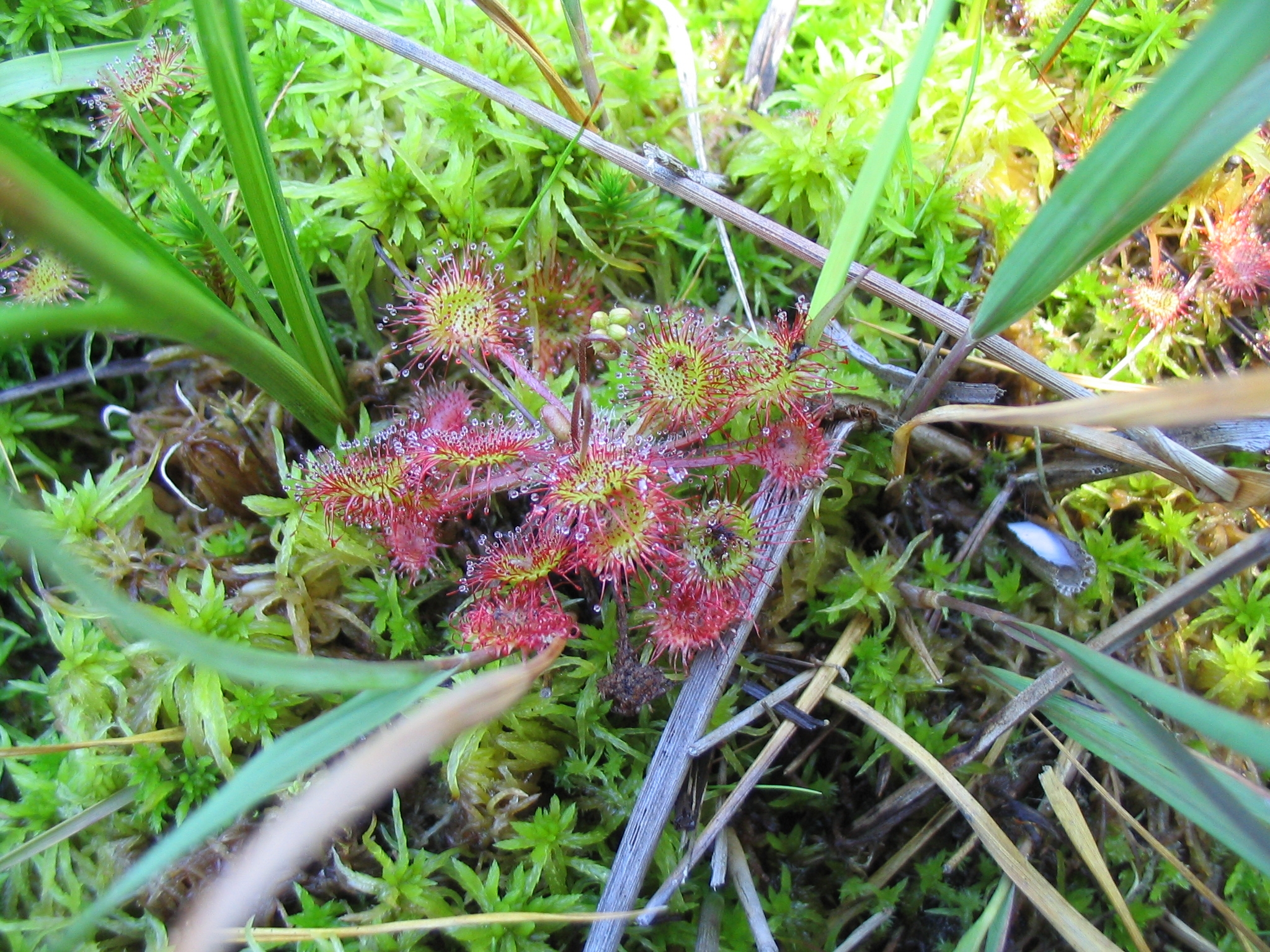 D_rotundifolia_0053
