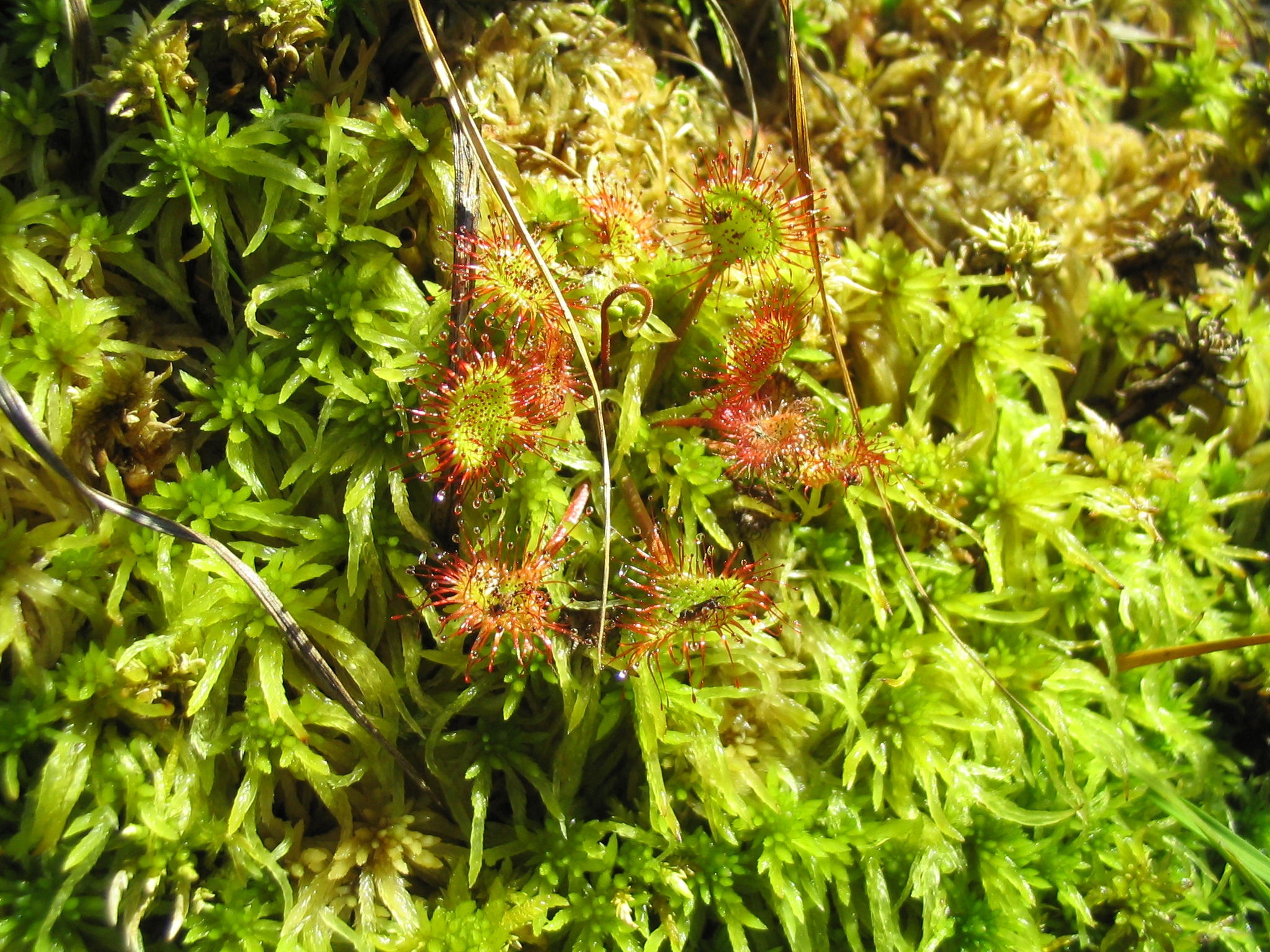 D_rotundifolia_0081