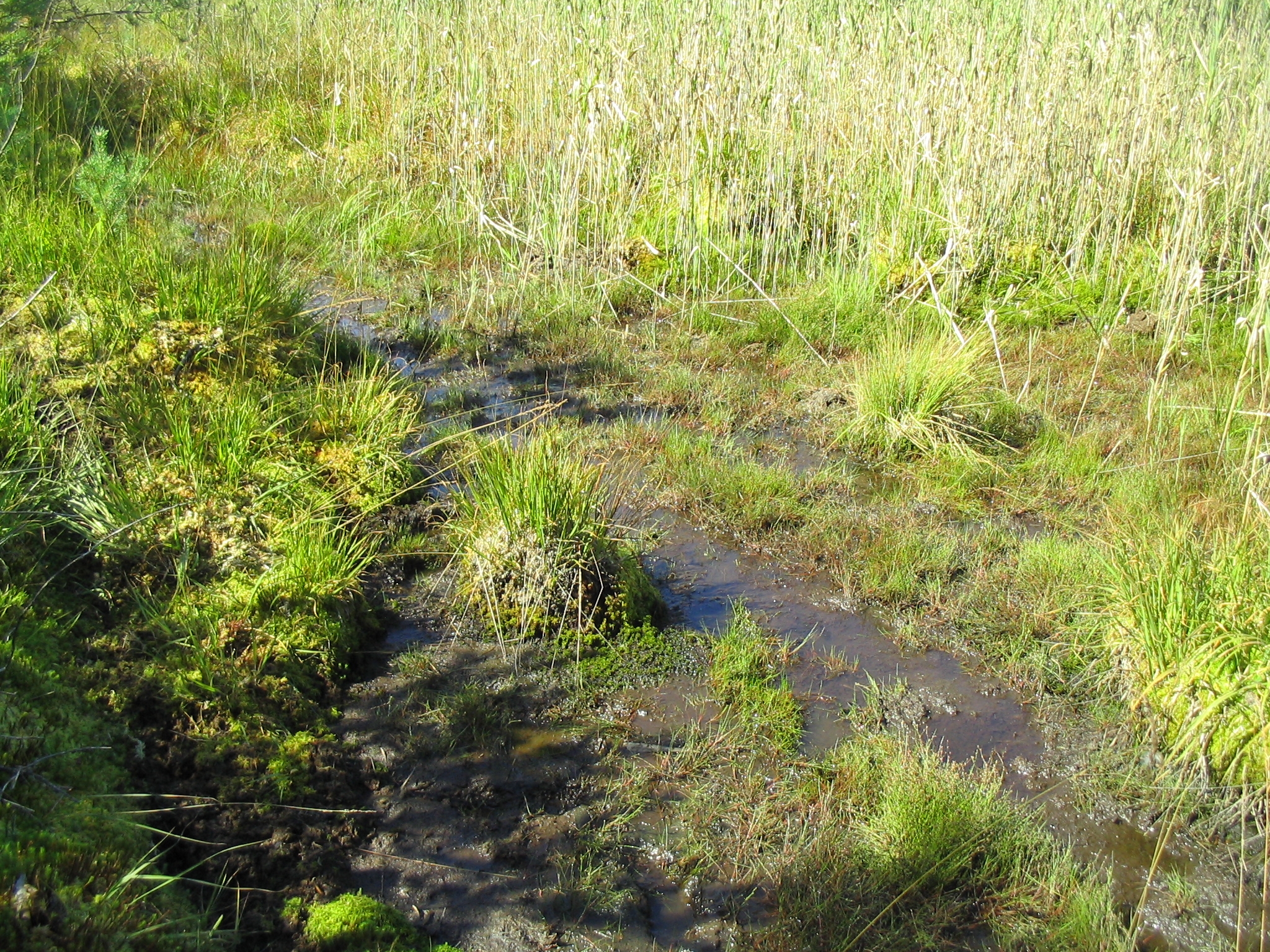 D_rotundifolia_0092