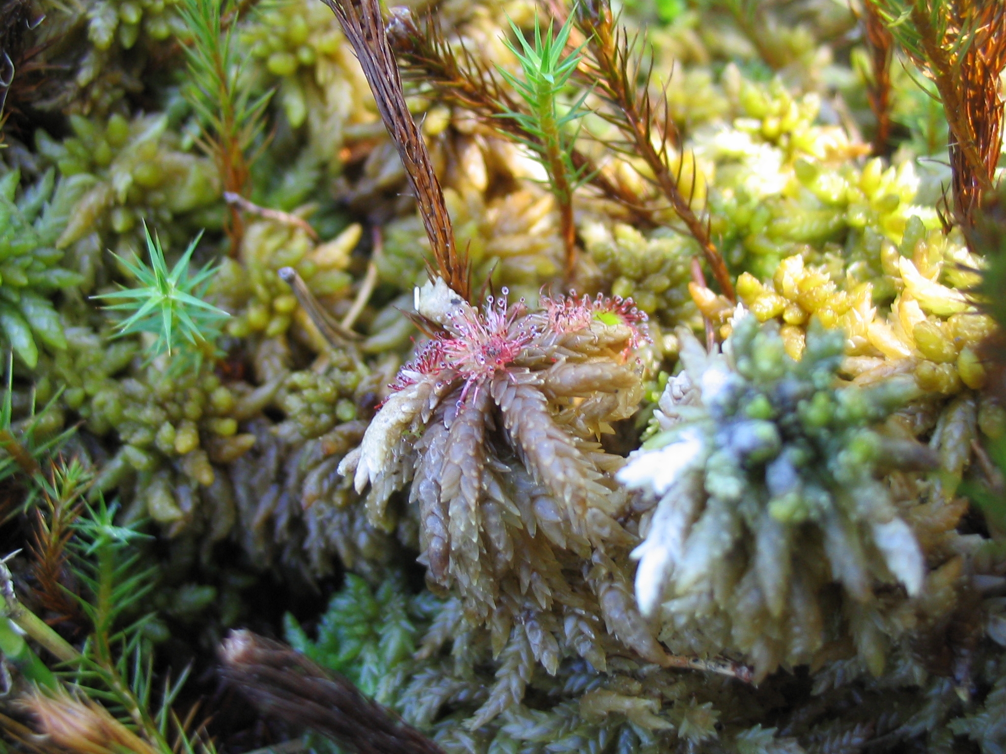 D_rotundifolia_0105