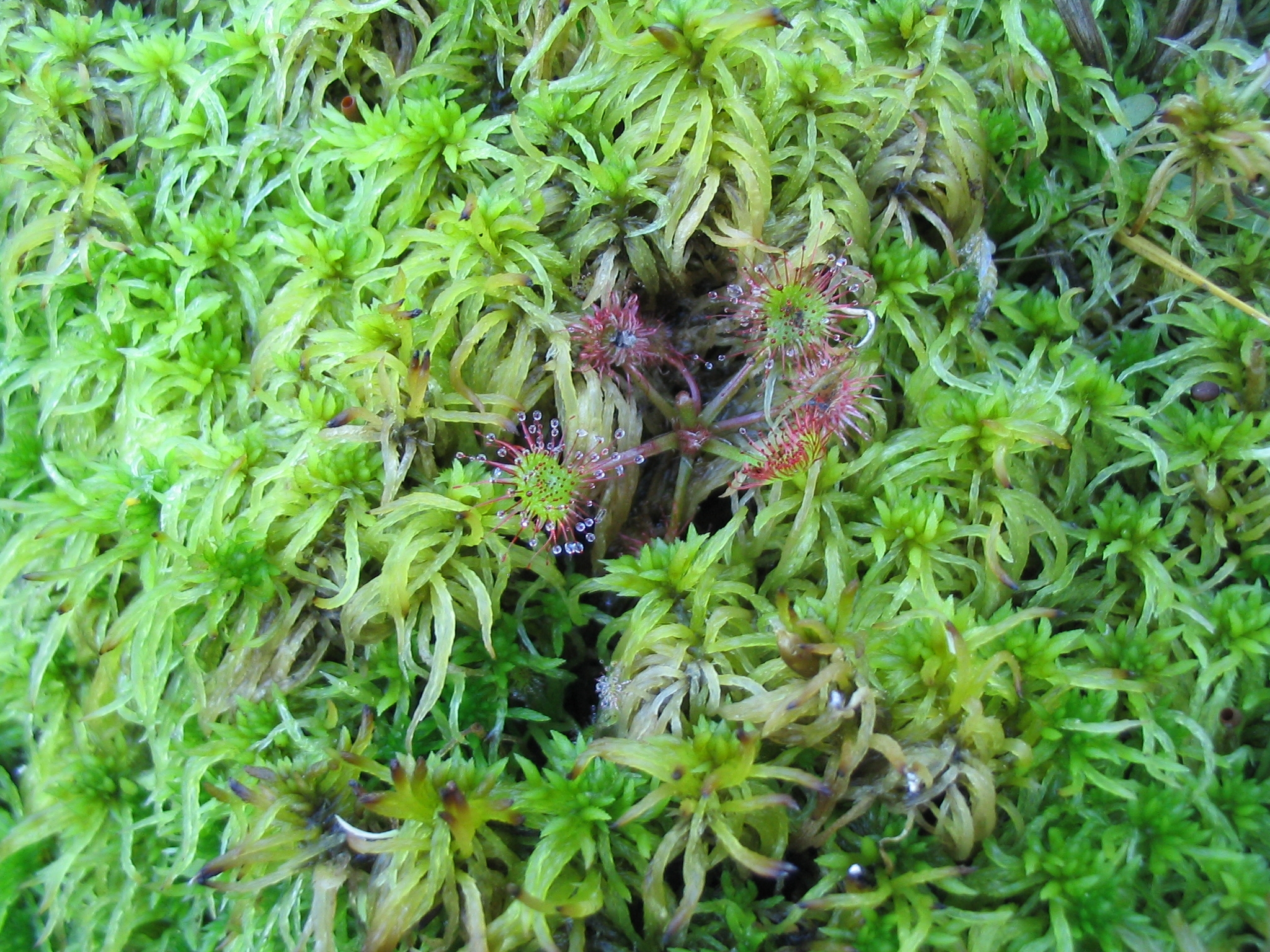 D_rotundifolia_0112
