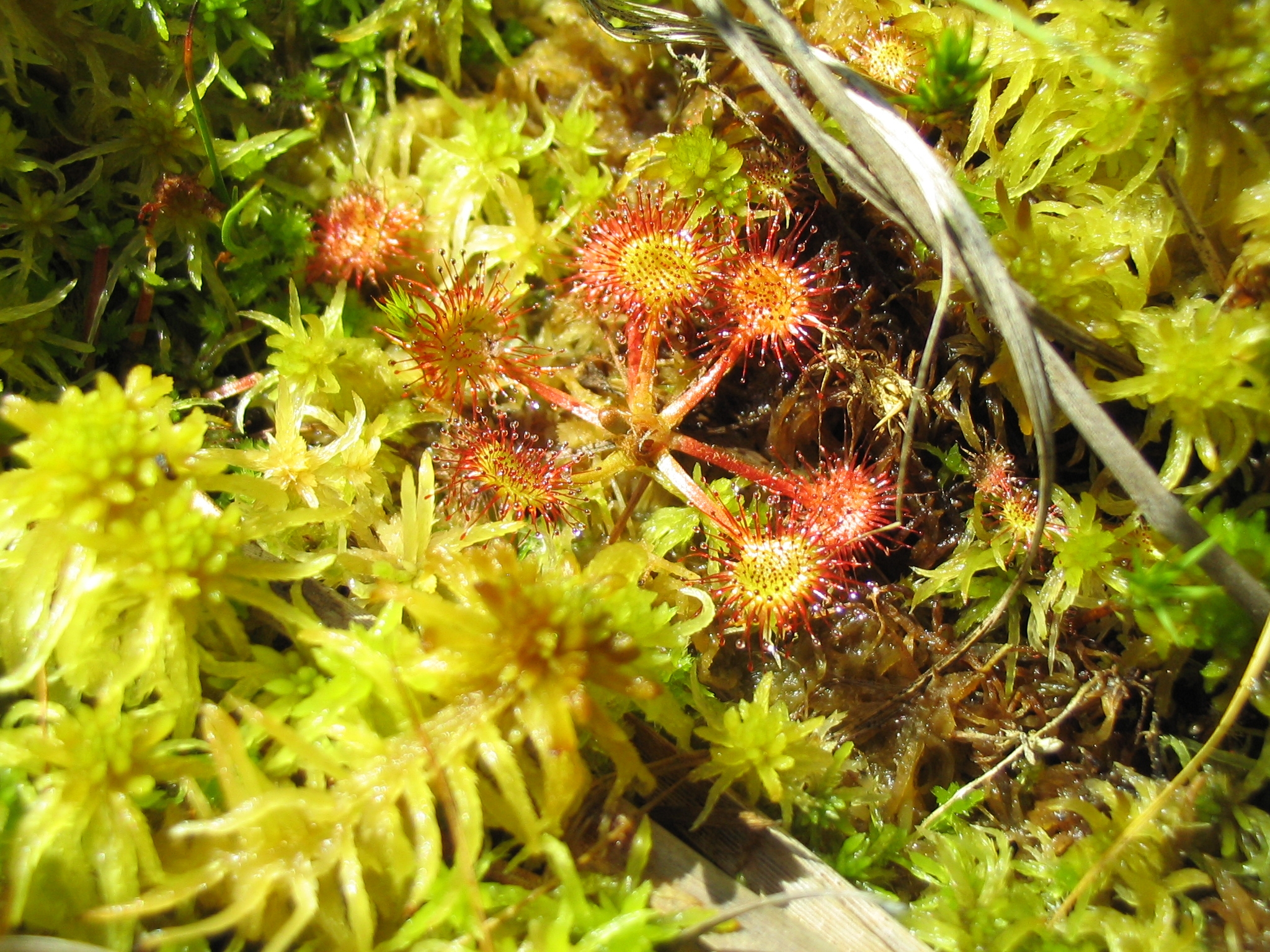 D_rotundifolia_0157