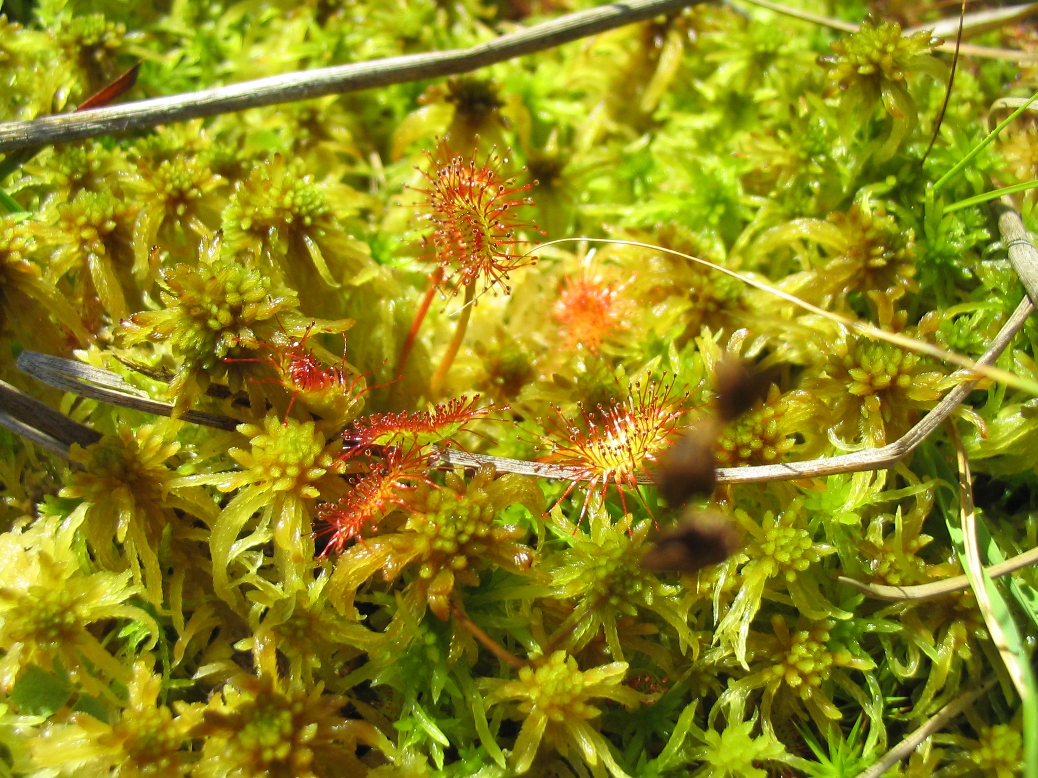D_rotundifolia_0159