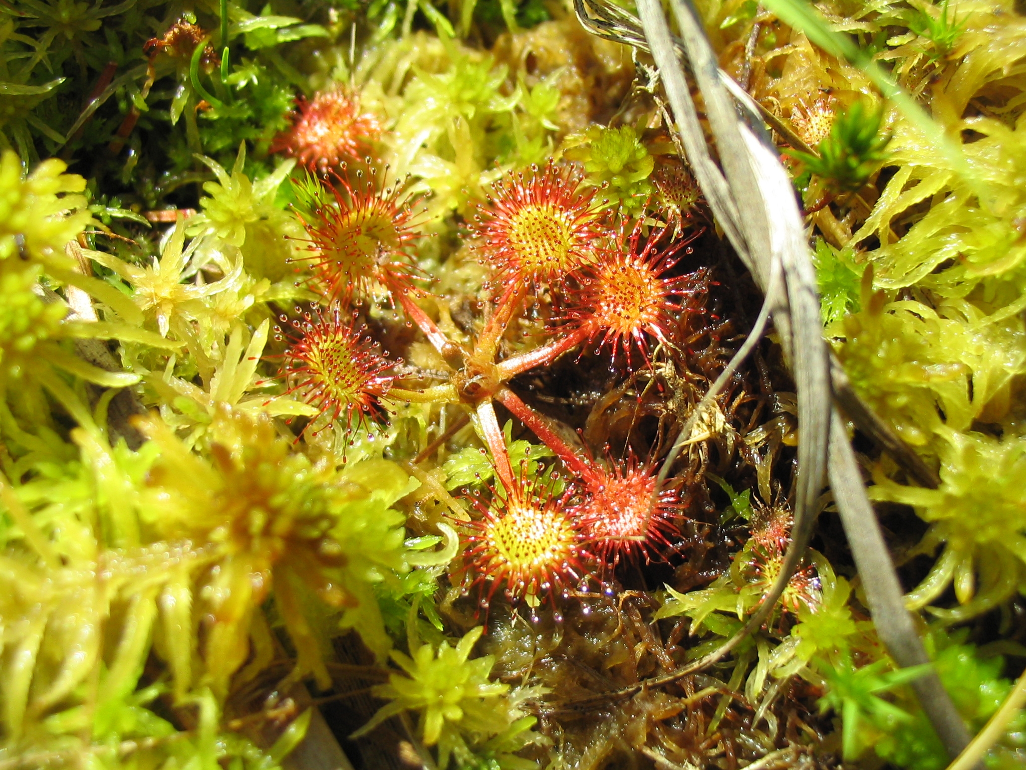 D_rotundifolia_0160