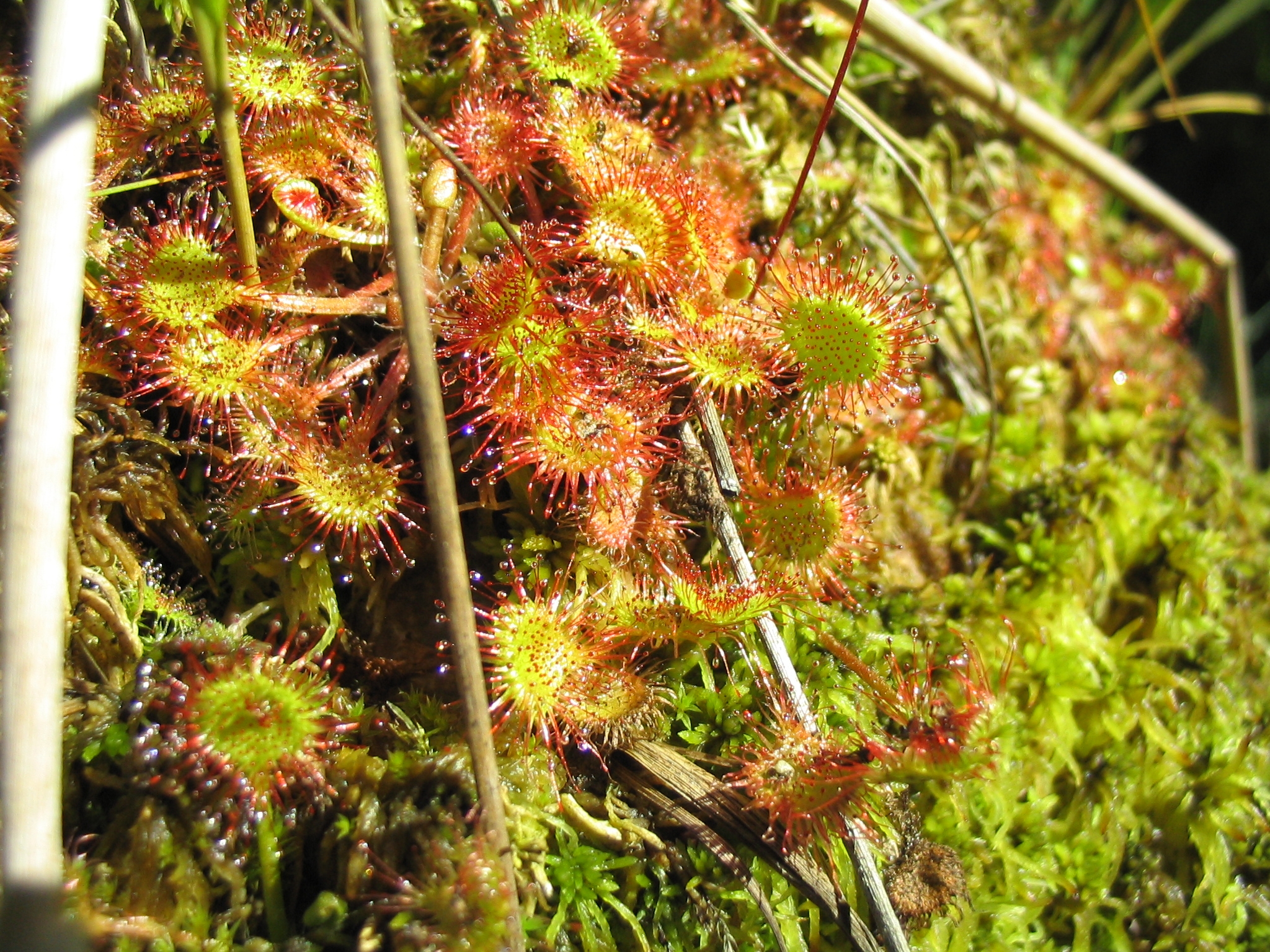 D_rotundifolia_0168