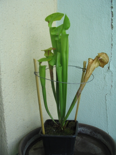 s_oreophila1