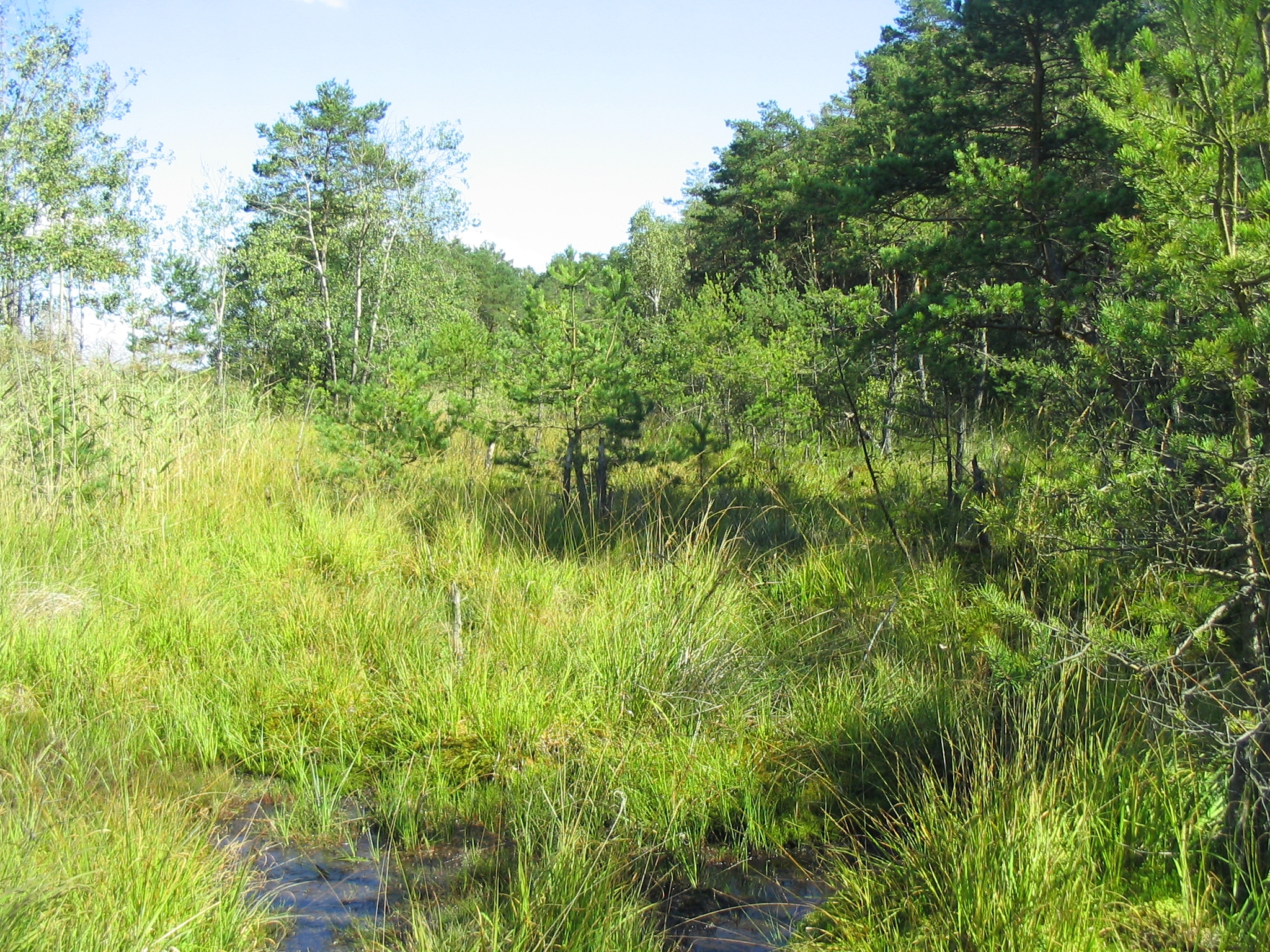 D_rotundifolia_0173