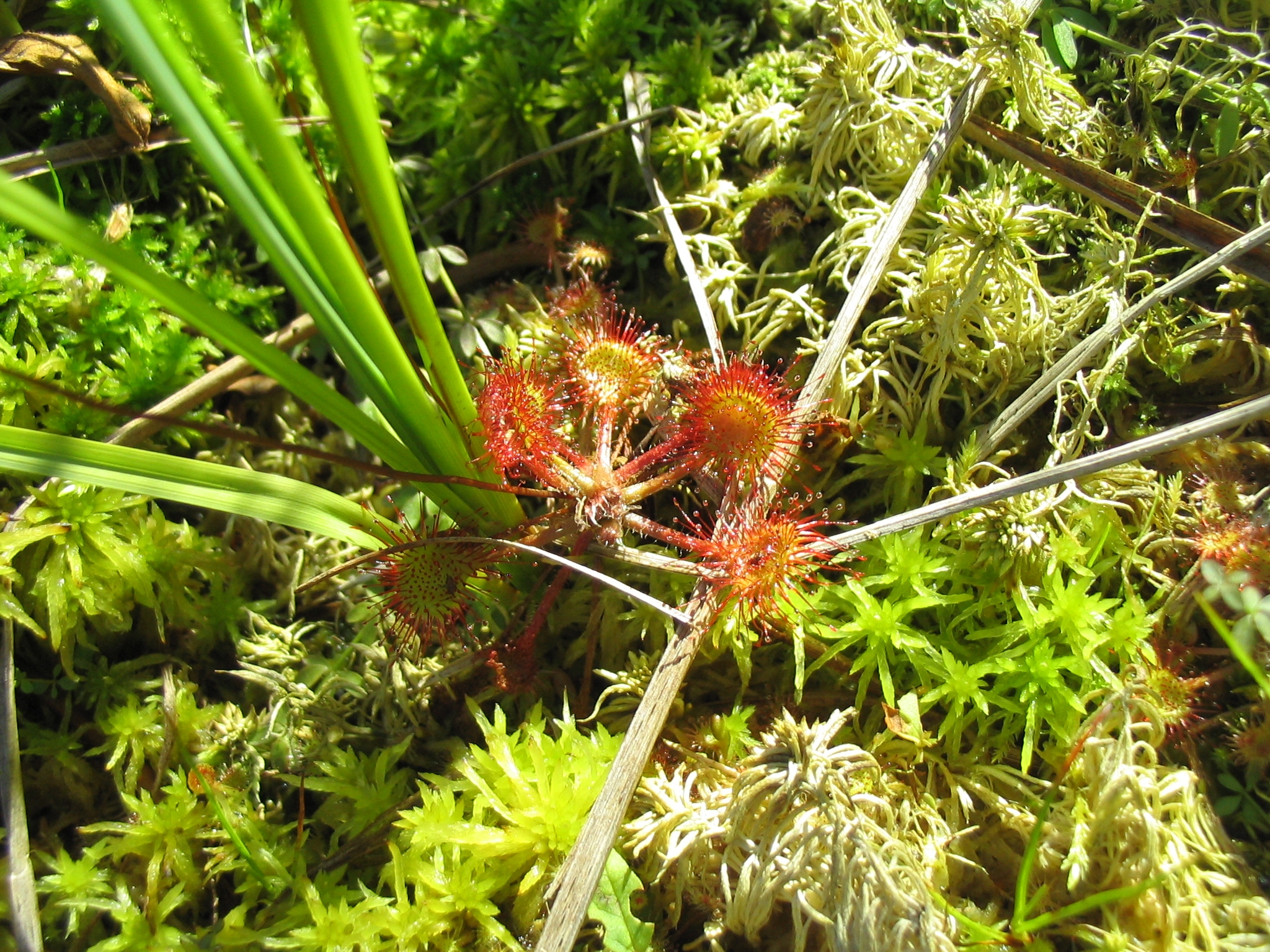 D_rotundifolia_0203