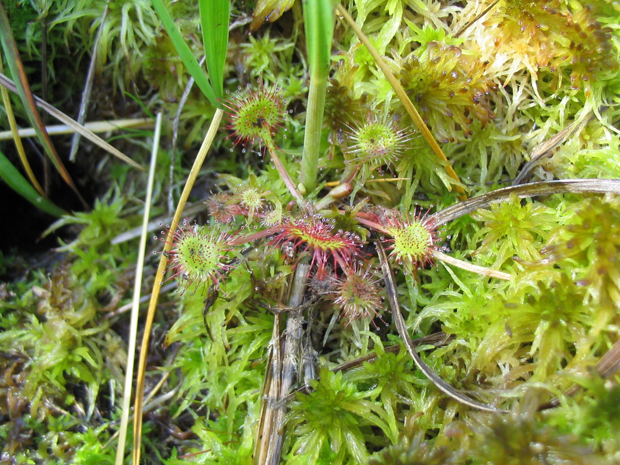 D_rotundifolia_0218