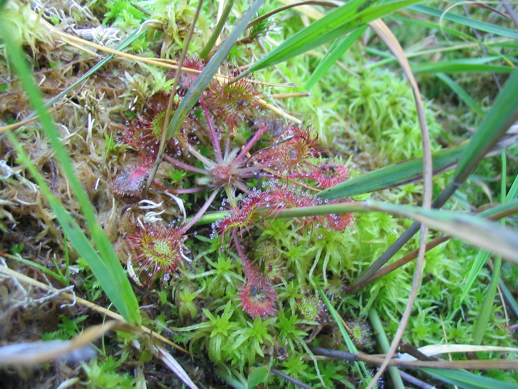 D_rotundifolia_0244
