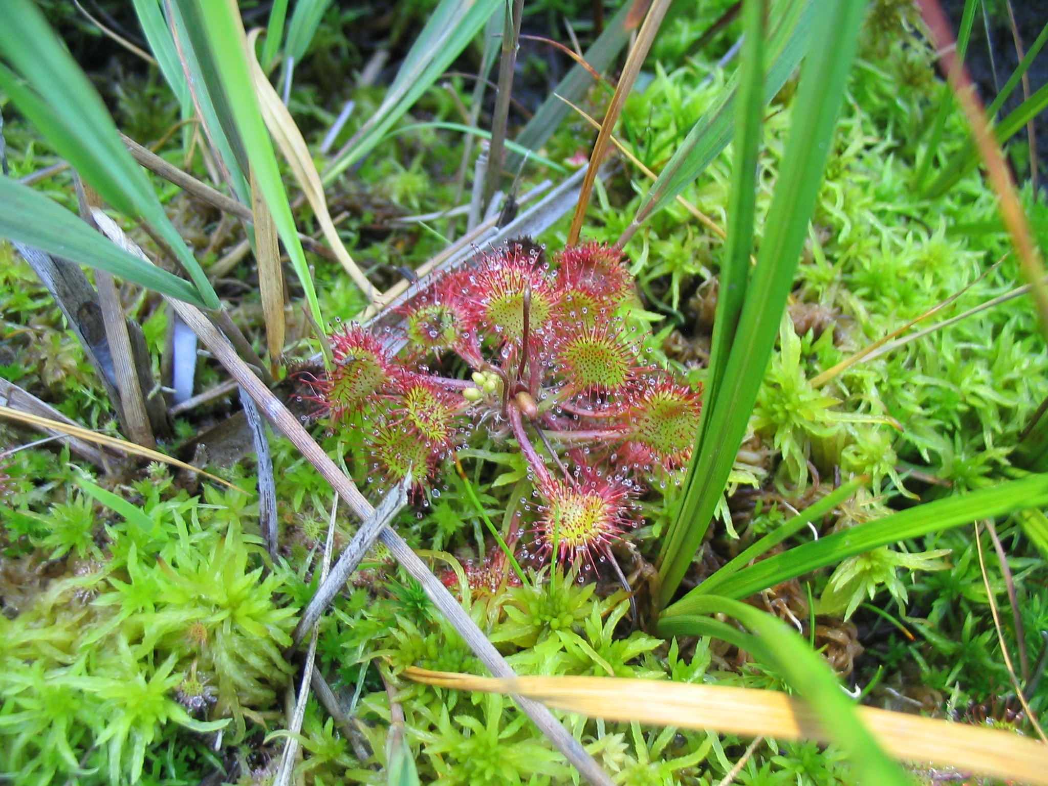 D_rotundifolia_0258