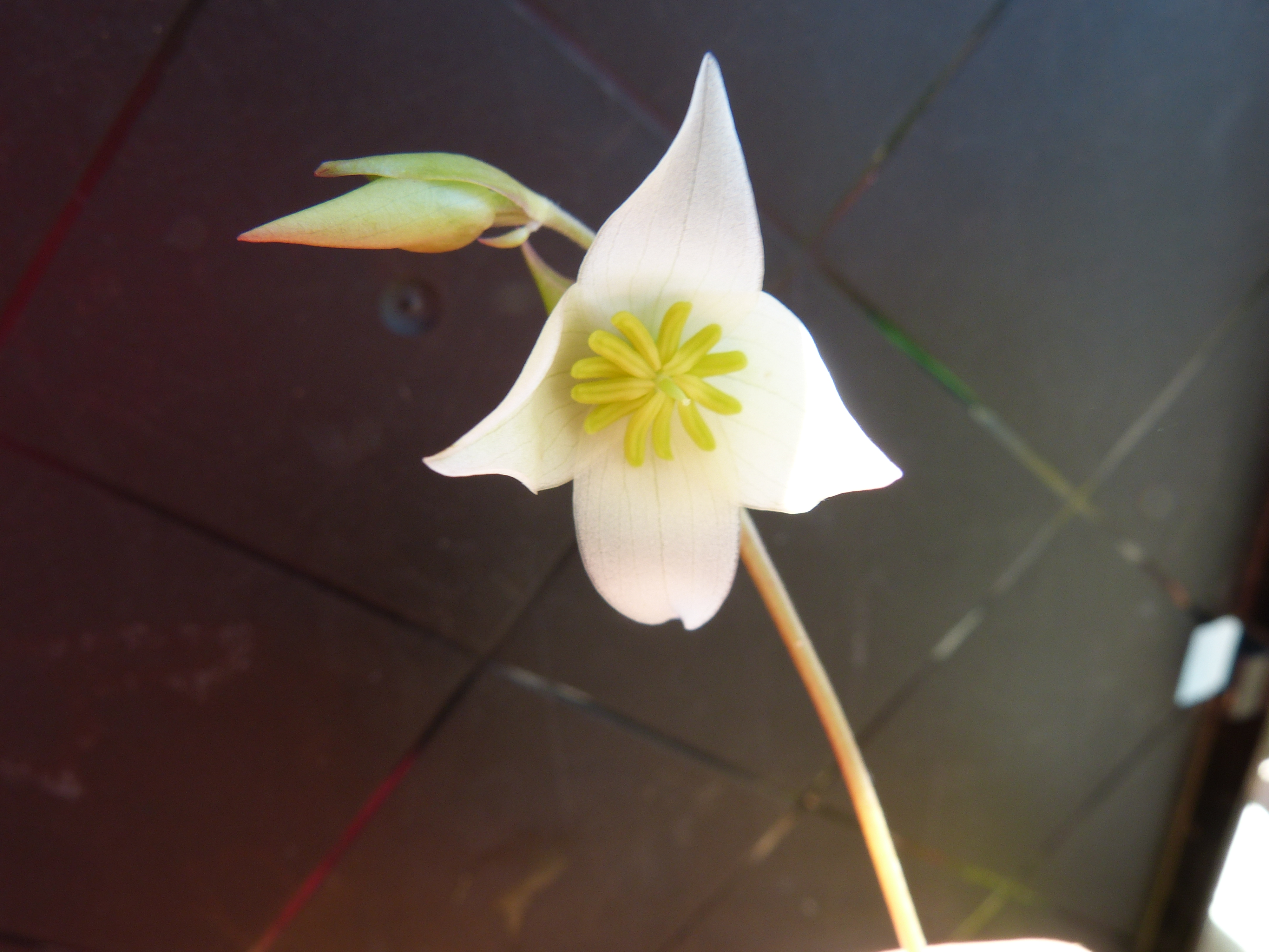 P1010683