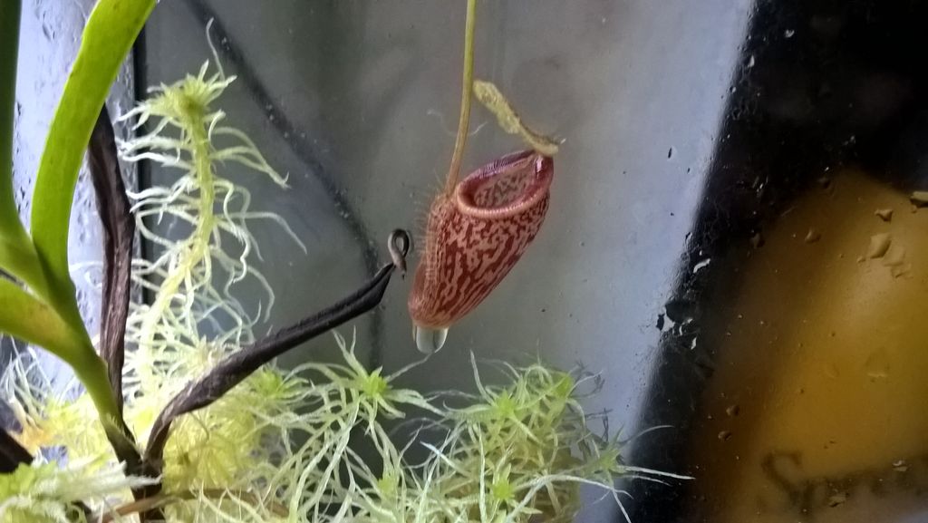 nepenthes talangensis