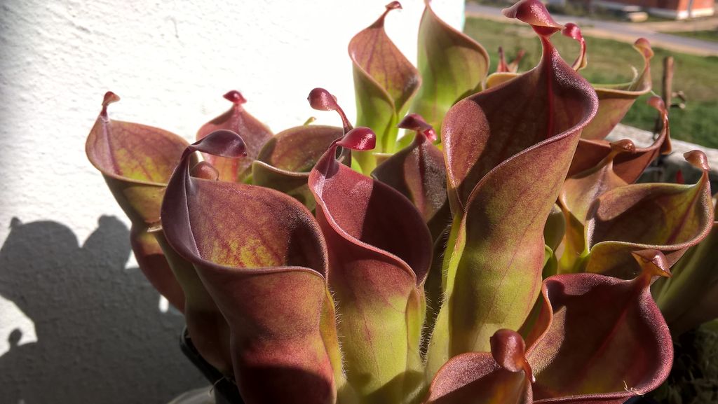 Heliamphora minor