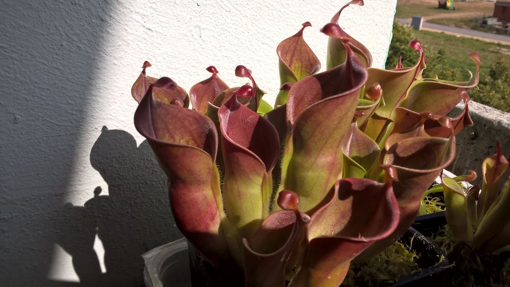 Heliamphora minor 1