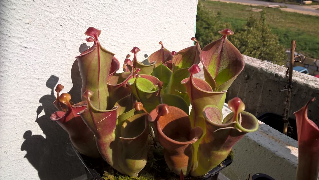 Heliamphora minor 2